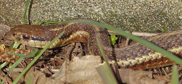 Photo of Thamnophis ordinoides by Rosemary Taylor